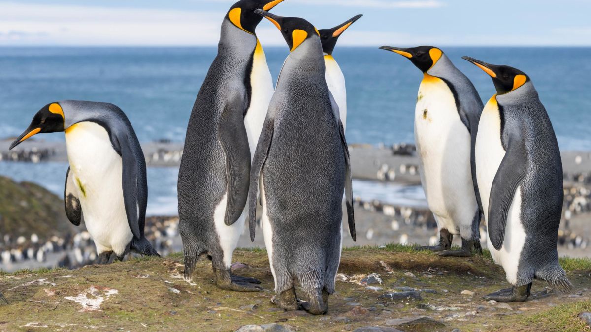 Penguin laughing gas