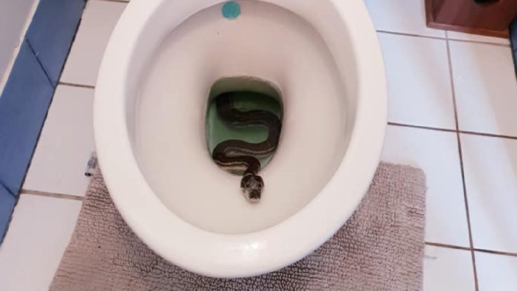 Snake in Australian toilet