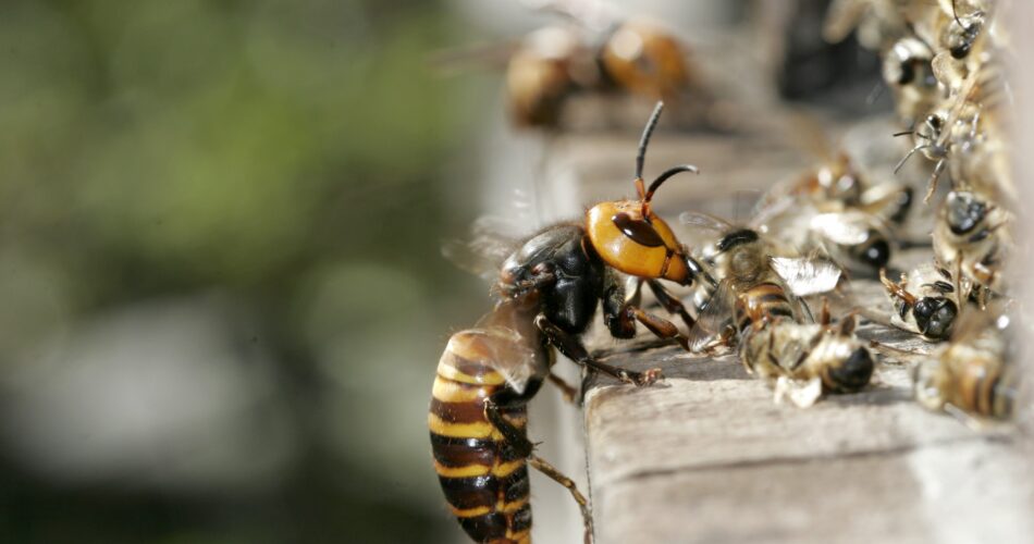 murder hornet vs Asian bees