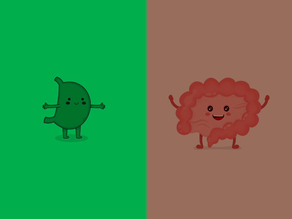 stomach and gut