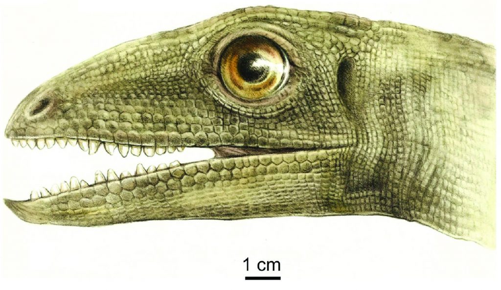 Silesaurus opolensis