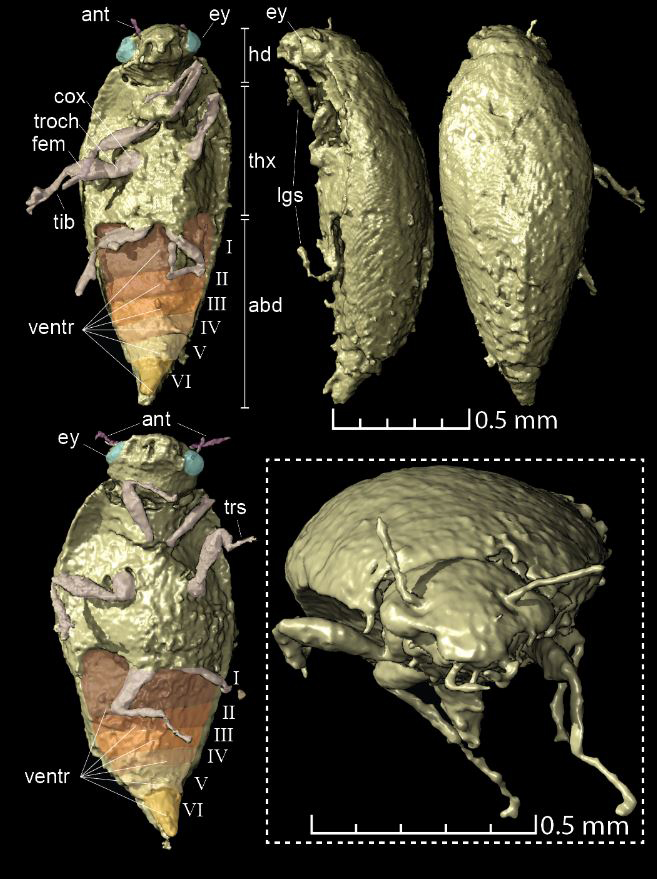 Triamyxa coprolithica 3D views