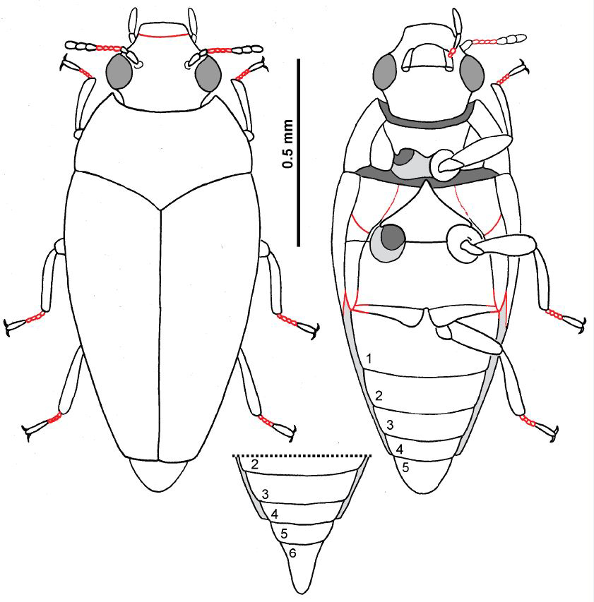 Triamyxa coprolithica