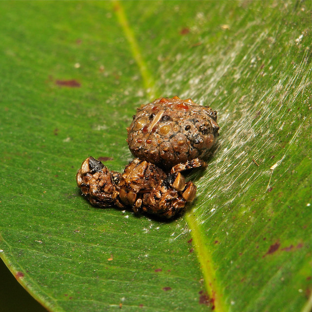 bird dung crab spider