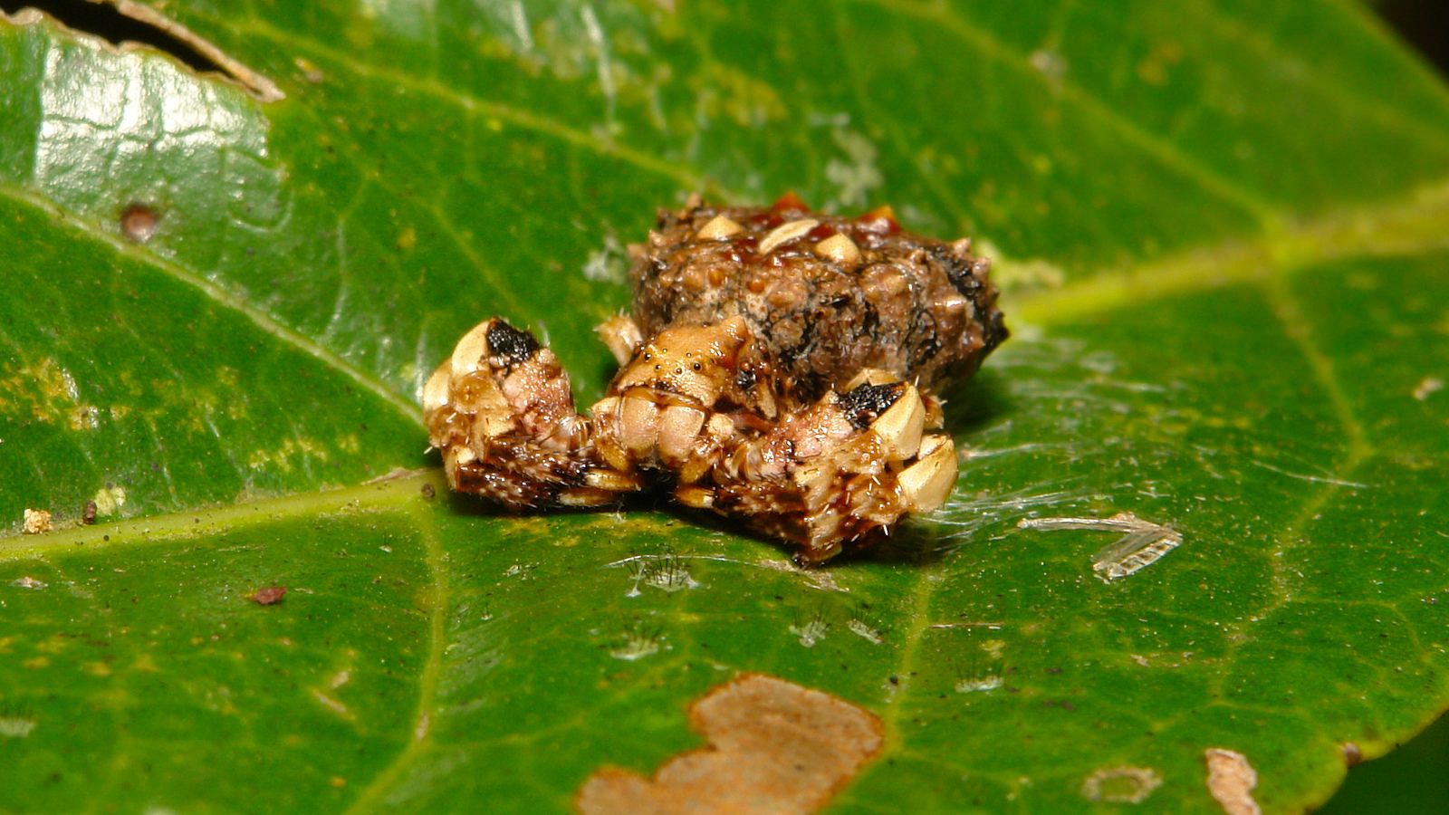 bird dung crab spider