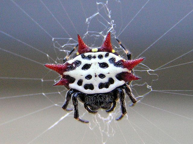 crab spider