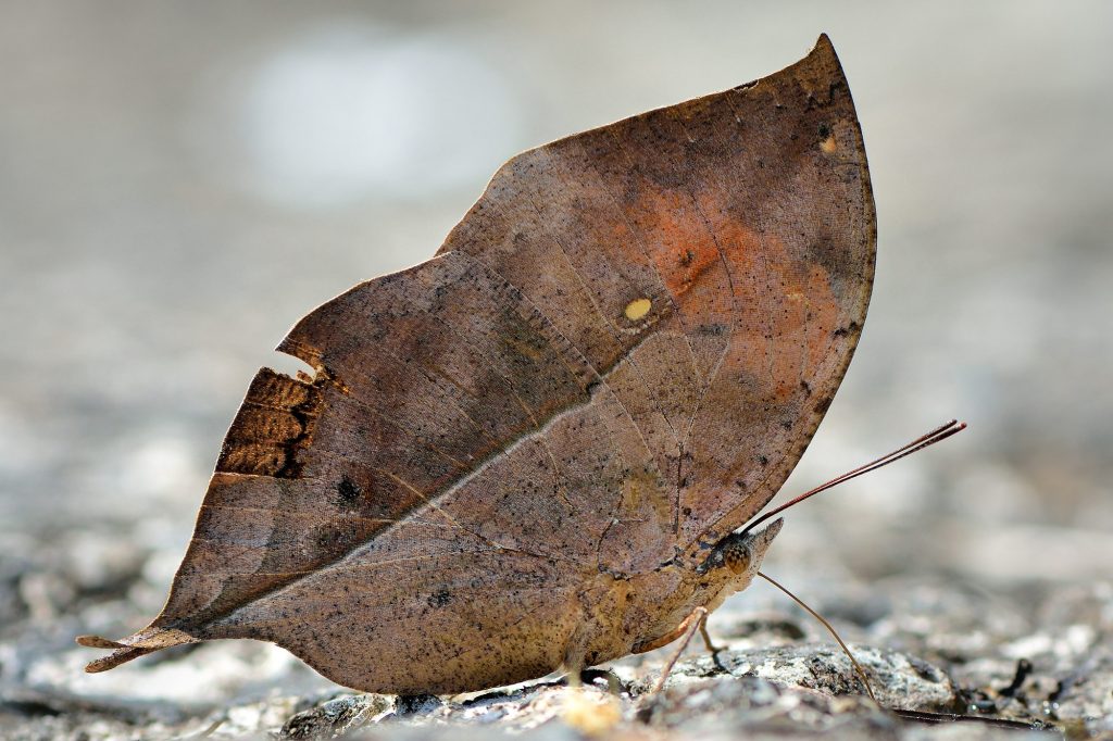 dead leaf butterfly