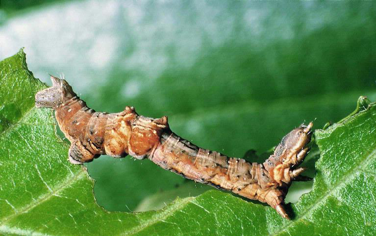 early thorn moth 