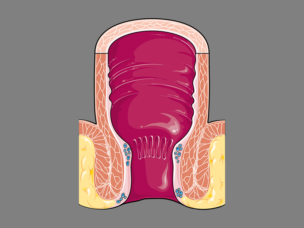 rectum