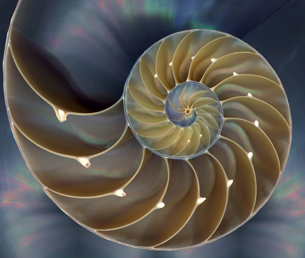 nautilus shell