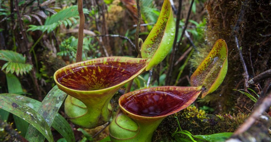 toilet-shaped carnivorous plants