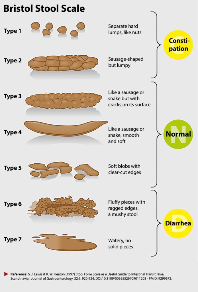 bristol poop scale