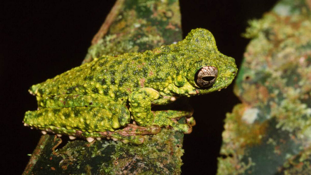 red-bellied tree frog