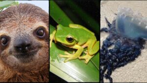 Animali che possono e non possono scoreggiare
