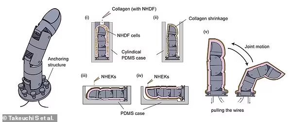 human-like-skin-VI