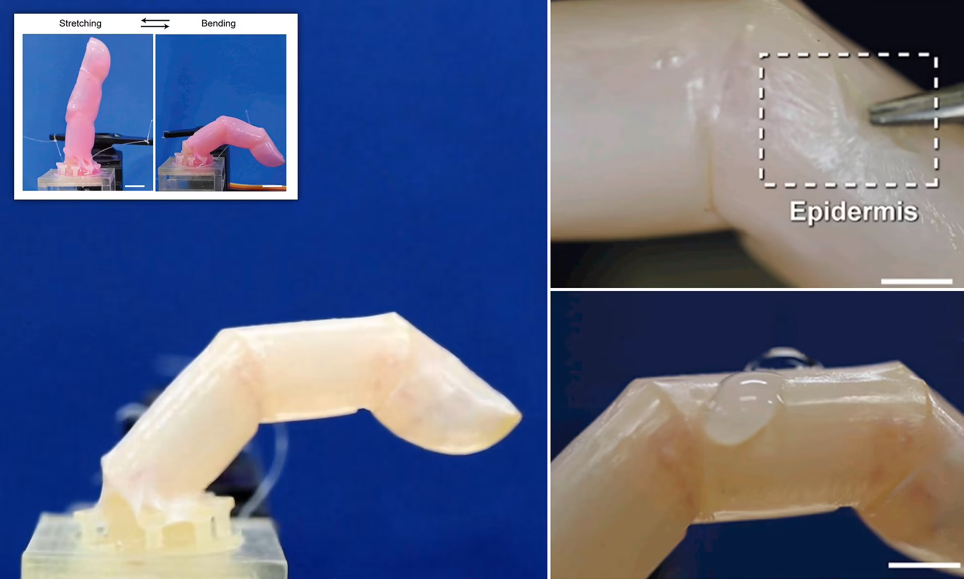 human-like skin