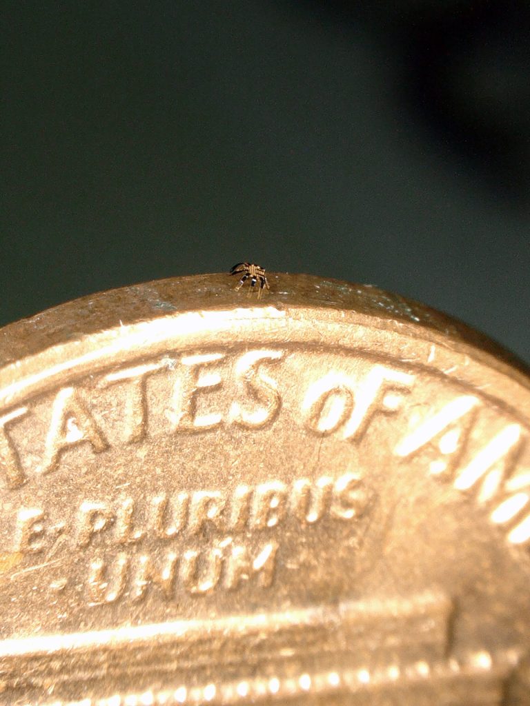 micro-robot crab