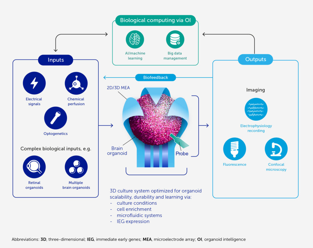 oi organoid intelligence