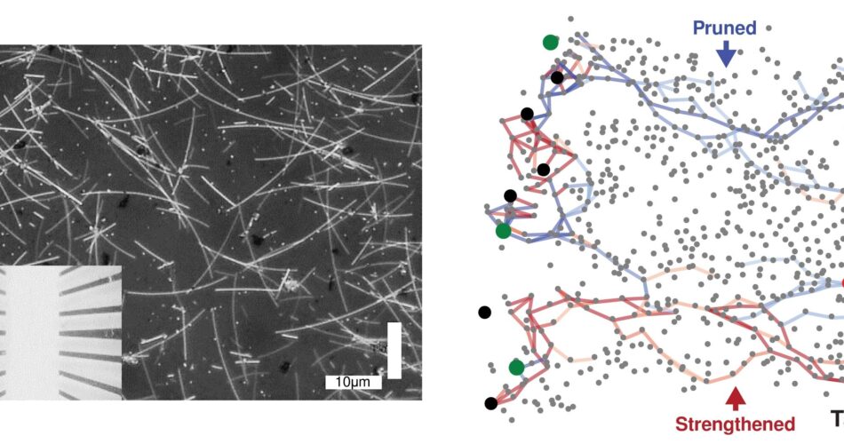 nanowire networks